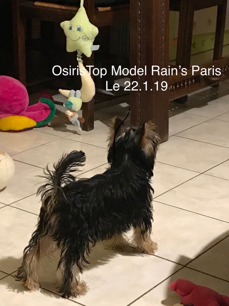 Osiris top model Rain’s Paris