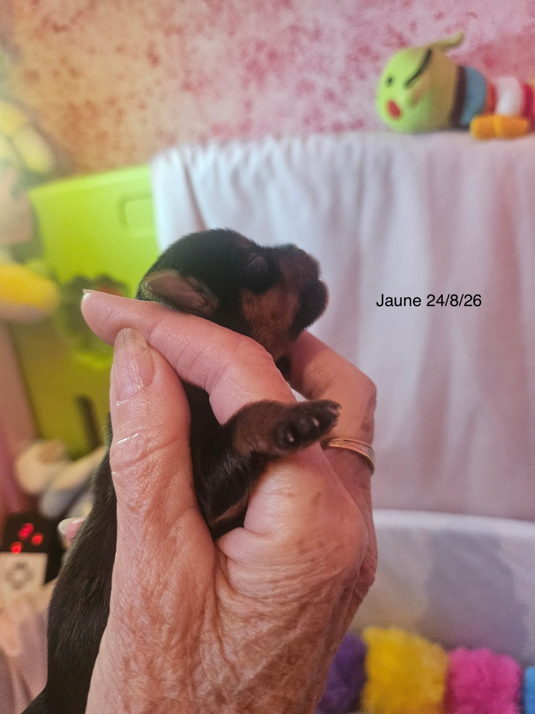 Rain’s Paris - Chiots disponibles - Yorkshire Terrier