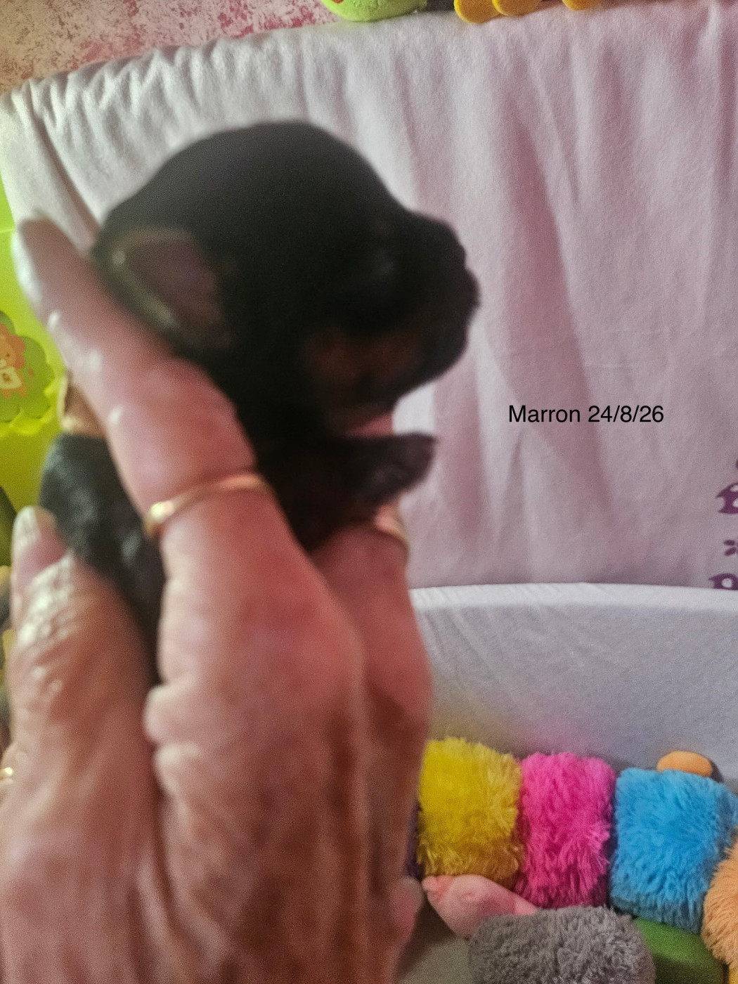 Rain’s Paris - Chiots disponibles - Yorkshire Terrier