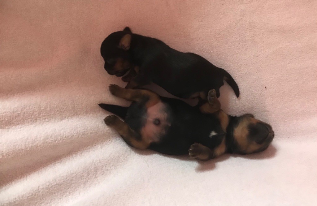 Chiot Yorkshire Terrier Rain’s Paris