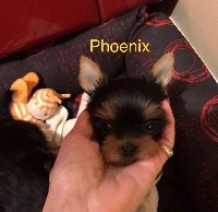 PHoenix Top Model
