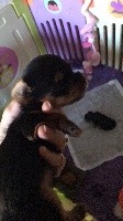 CHIOT