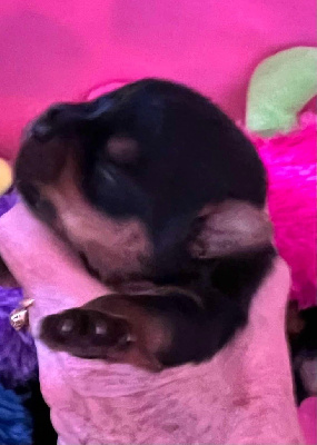 CHIOT 1
