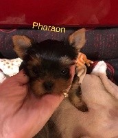PHaraon Top Model