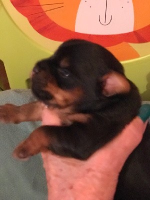CHIOT