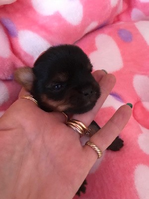 CHIOT