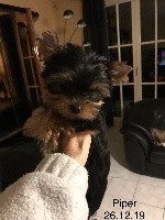 Piper Top Model